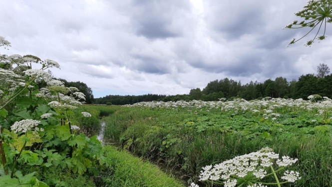 Latvāņi