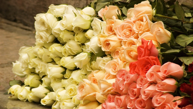 Rozes