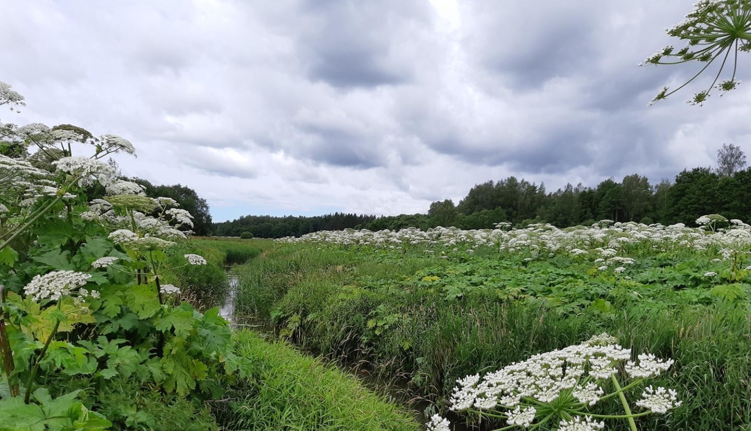 Latvāņi