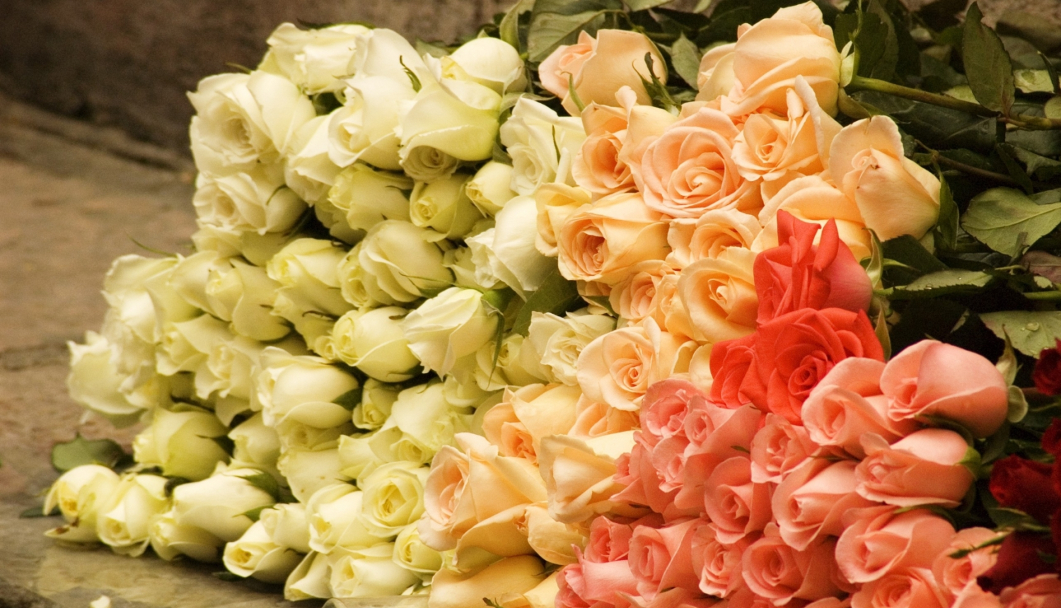 Rozes