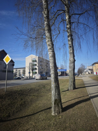 Rīgas ielas bērzi