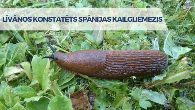 kailgliemesis zaļā pļavā