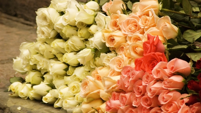 Rozes