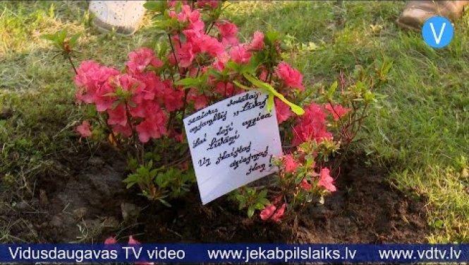 Par godu Līvānu 97.dzimšanas dienai turpina rododendru parka izveidi