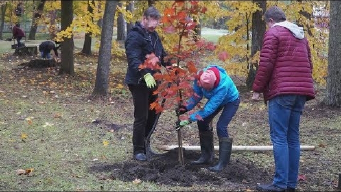 Līvānu pilsētas parkā iestādītas kļavas