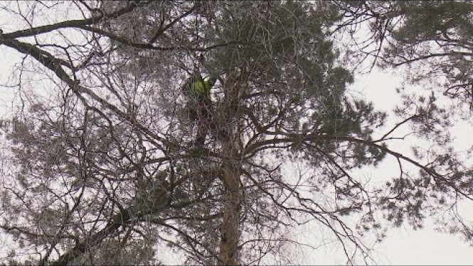 Līvānu pilsētas kapos sākusies krauķu ligzdu nojaukšana