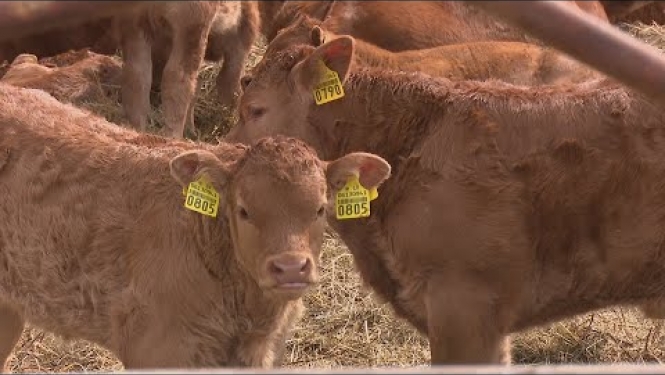 Līvānu novada saimniecību “Rudzāts” Covid-19 krīze būtiski neietekmē