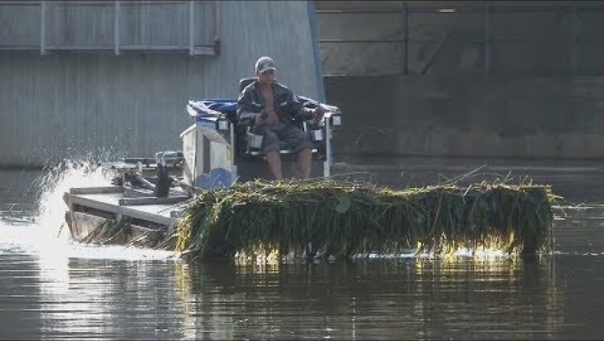 Dubnas upē pļauj niedres plūdu risku mazināšanai