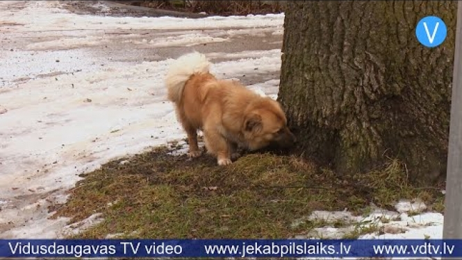 Līvānos pieaug klaiņojošu suņu skaits