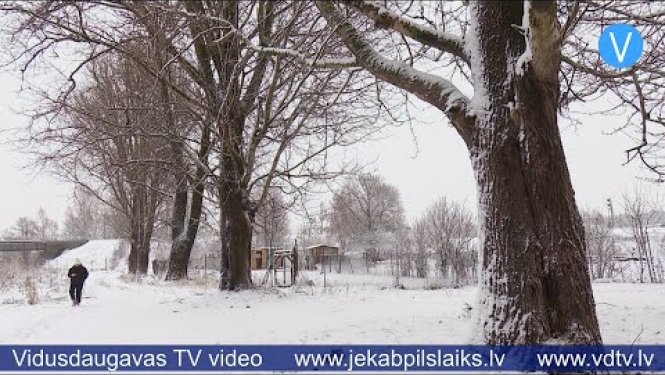 Līvānieši neatbalsta balto apšu izciršanu Dubnas krastos