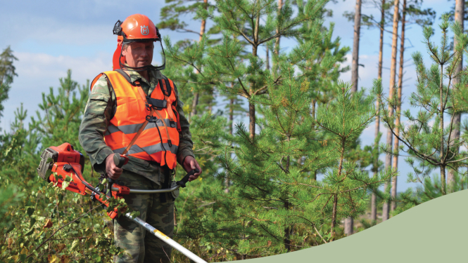 Vīrietis ar trimmeri jaunaudzē