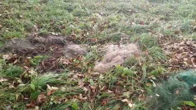 Tīli uz rudens zāles