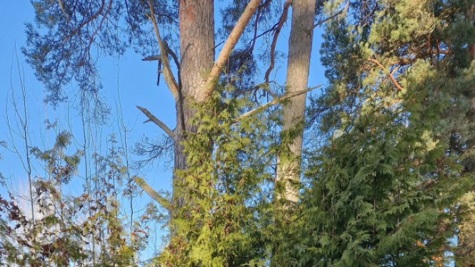 trīs cilveki pie kapavietas