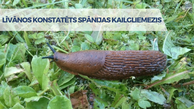 kailgliemesis zaļā pļavā