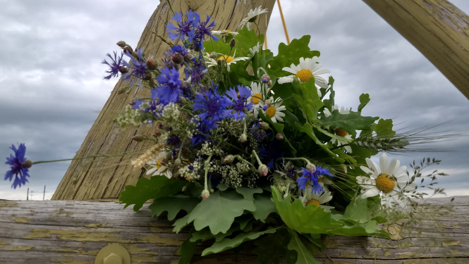 Līgo pušķis (Ozollapas, rudzupuķes)