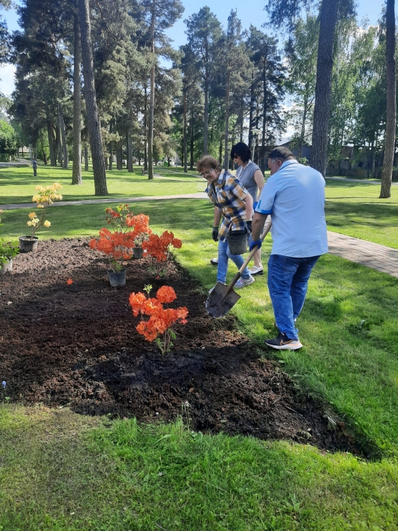 Rododendru dārza veidošana