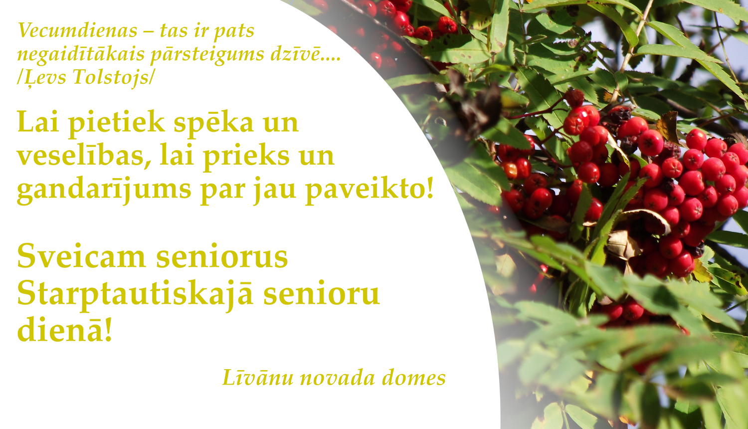 Attēls ar pīlādžiem un apsveikumu Starptautiskajā senioru dienā