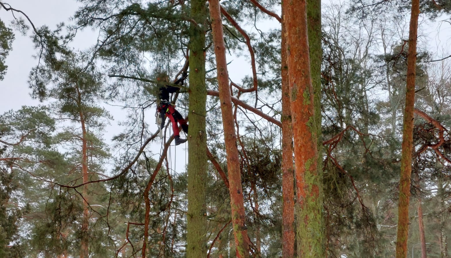 Cilvēks kāpj kokā