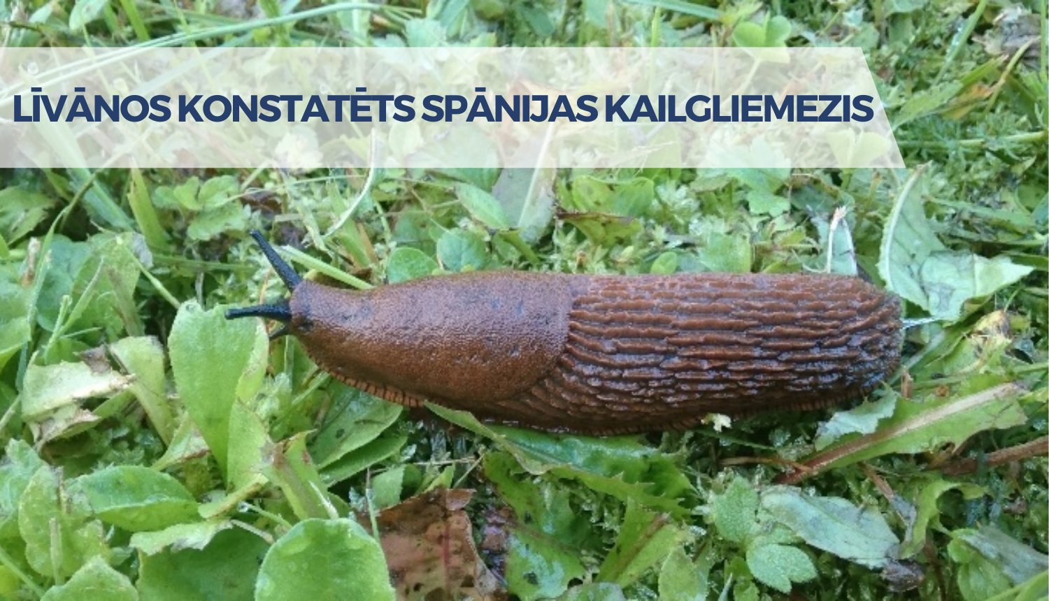 kailgliemesis zaļā pļavā