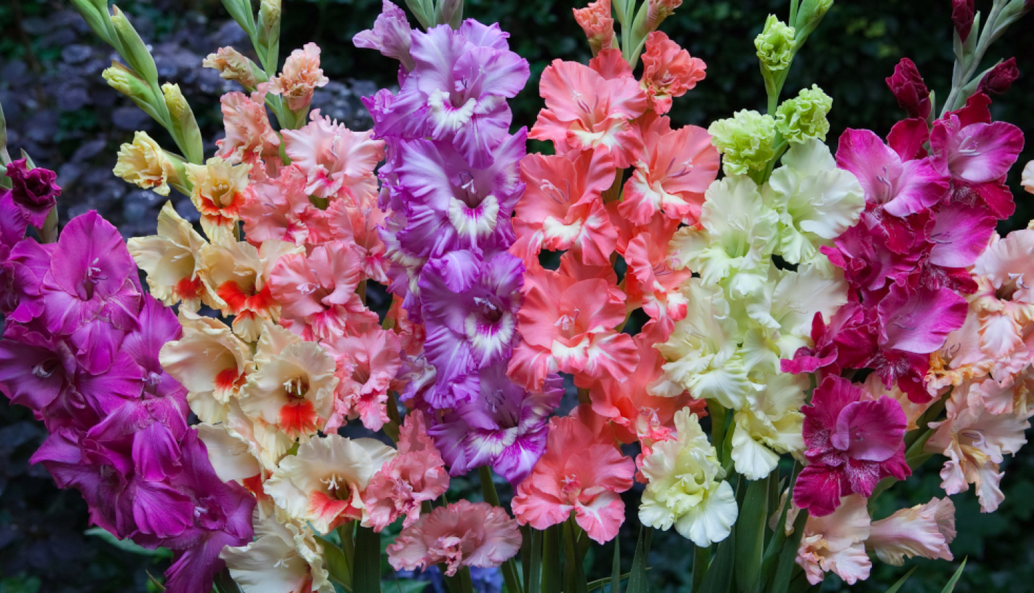 Gladiolas