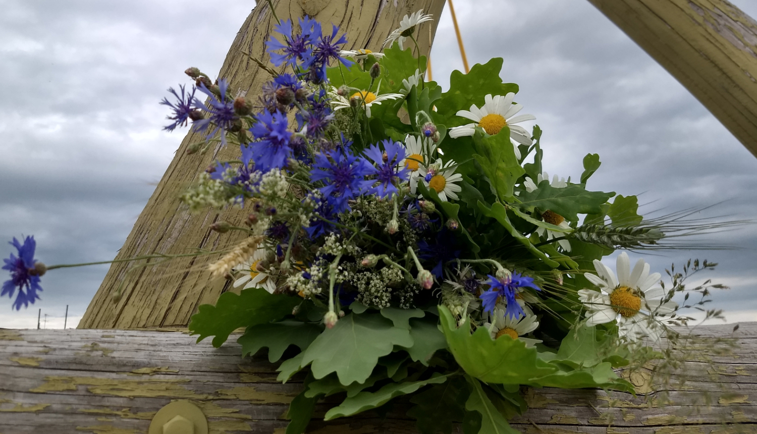 Līgo pušķis (Ozollapas, rudzupuķes)