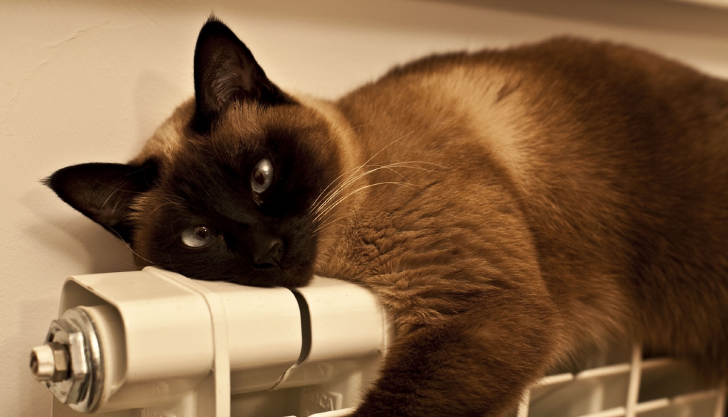 kaķis uz radiatora